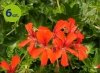 pelargonia wisząca pojedyncza czerwona_allegro